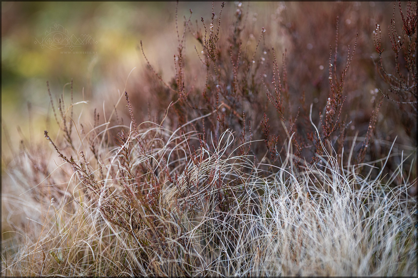 Magic forest tales...