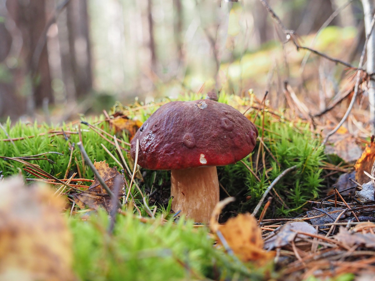 Im vergangenen Herbst