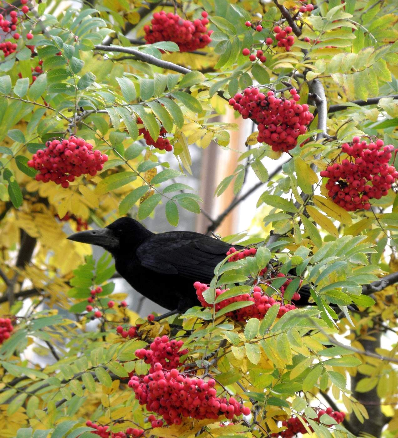 .............................................