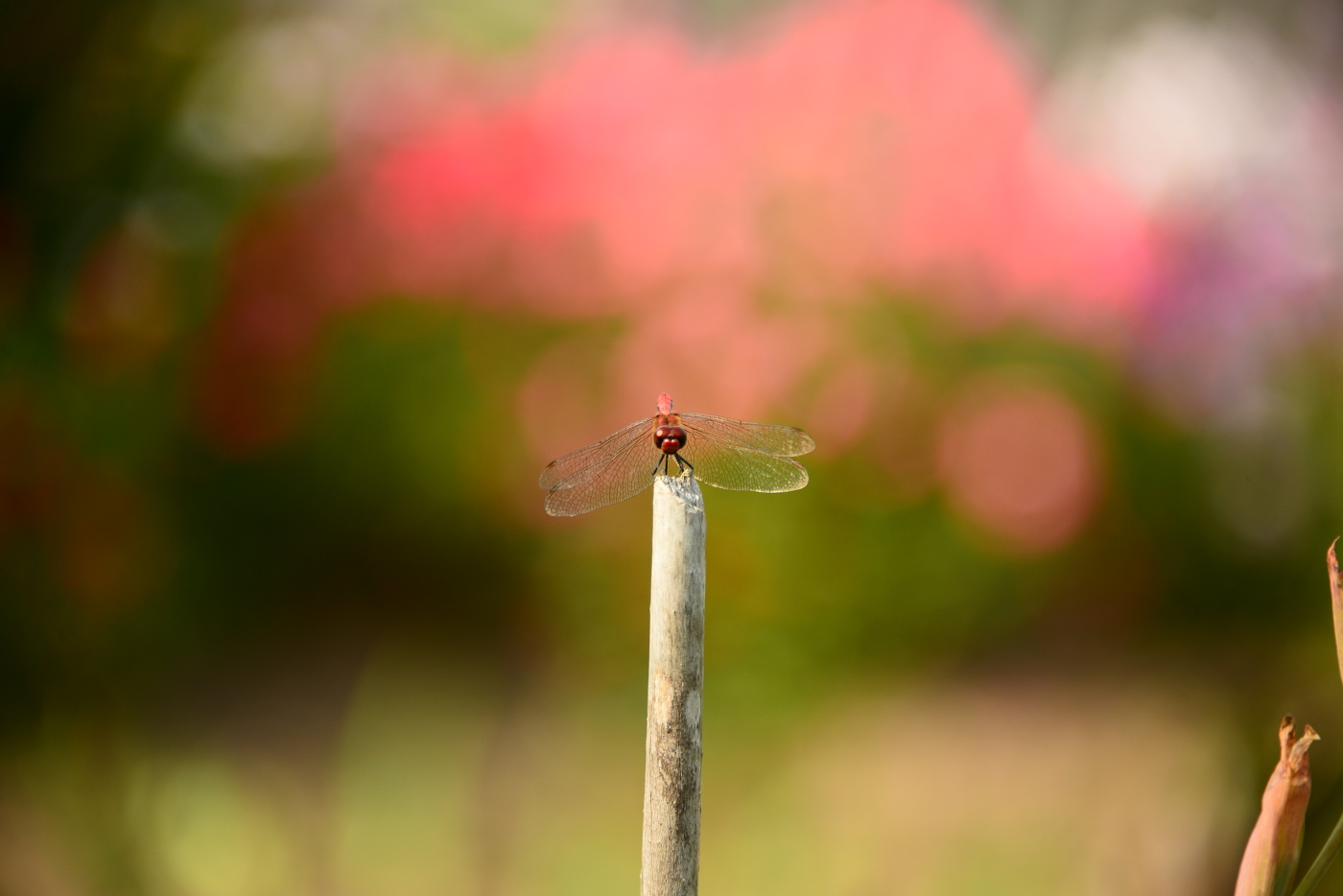 Dragonfly