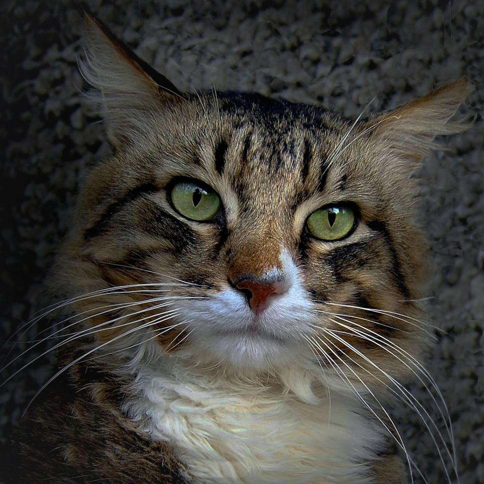 Über die Armen Hussar ein Wort sagen ...