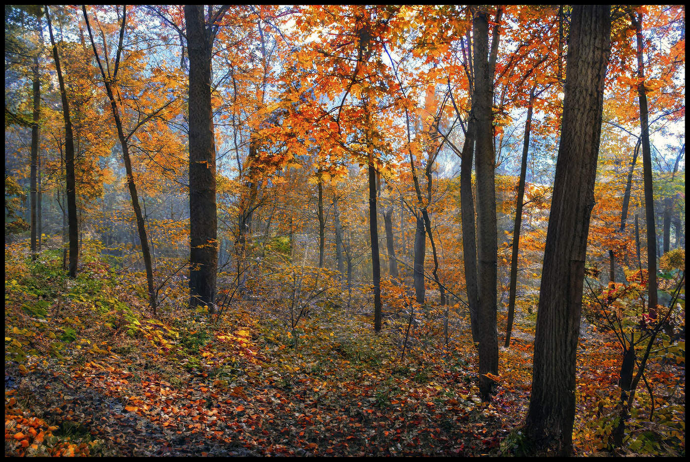 in den herbstlichen Wald