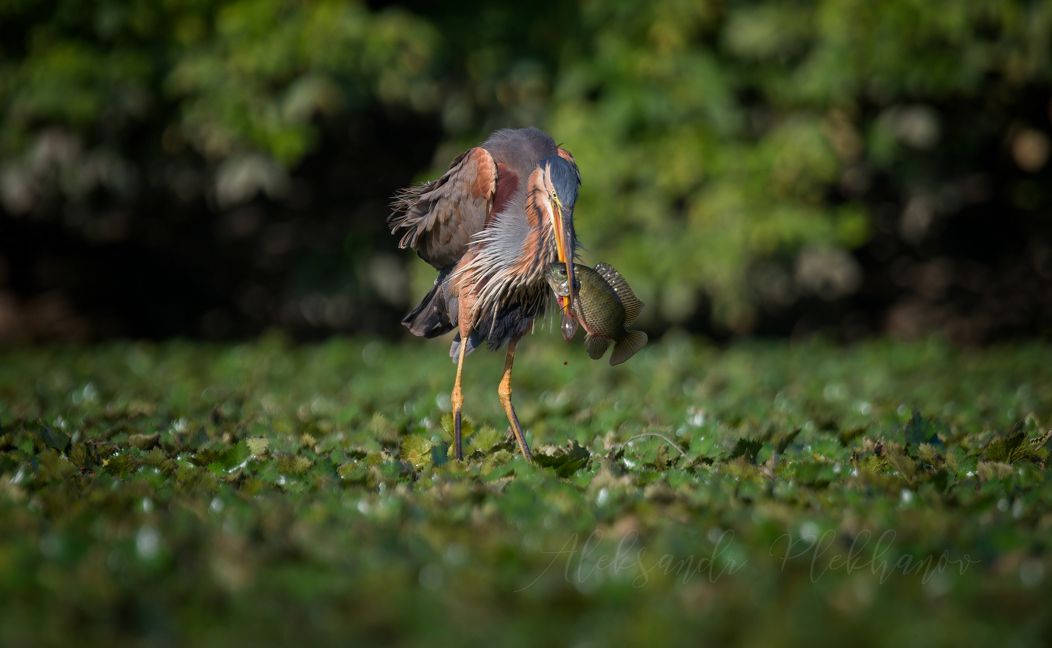 bis zum letzten Tropfen