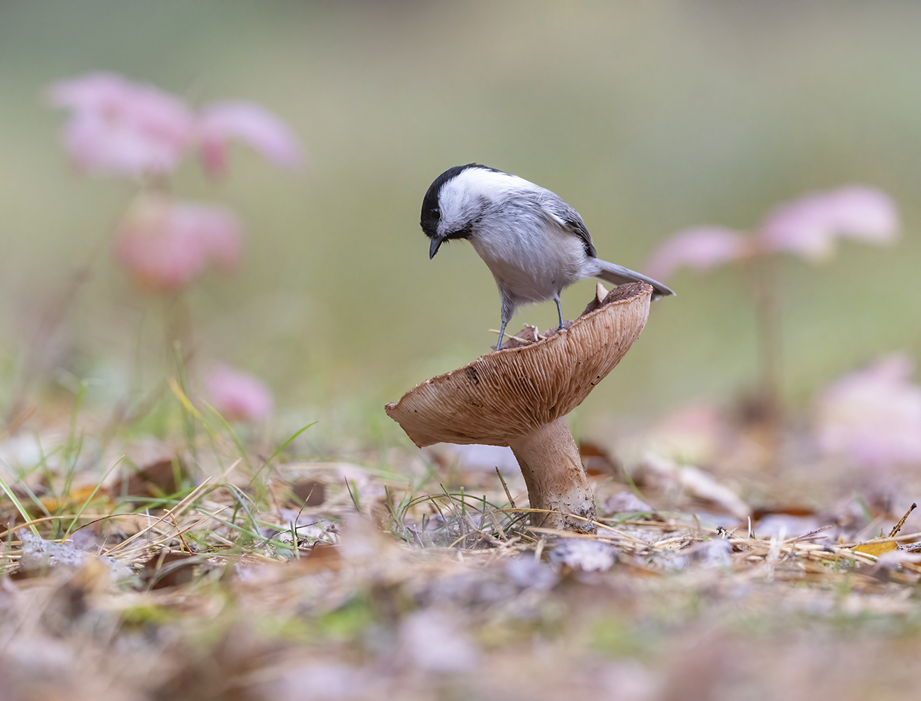 in den herbstlichen Wald
