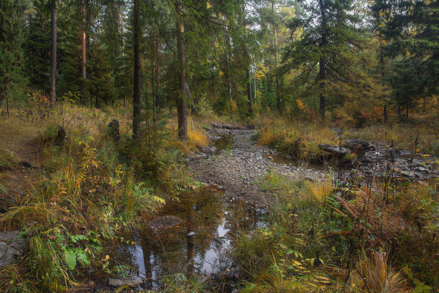 in den herbstlichen Wald