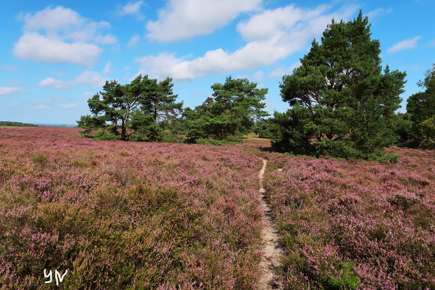 Fischbeker Heide Hamburg