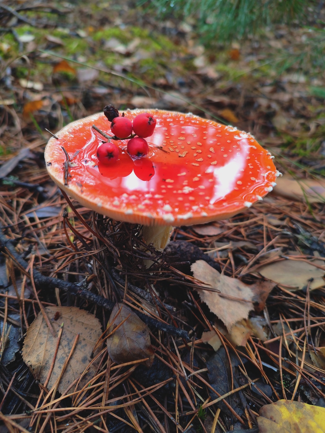 Amanita