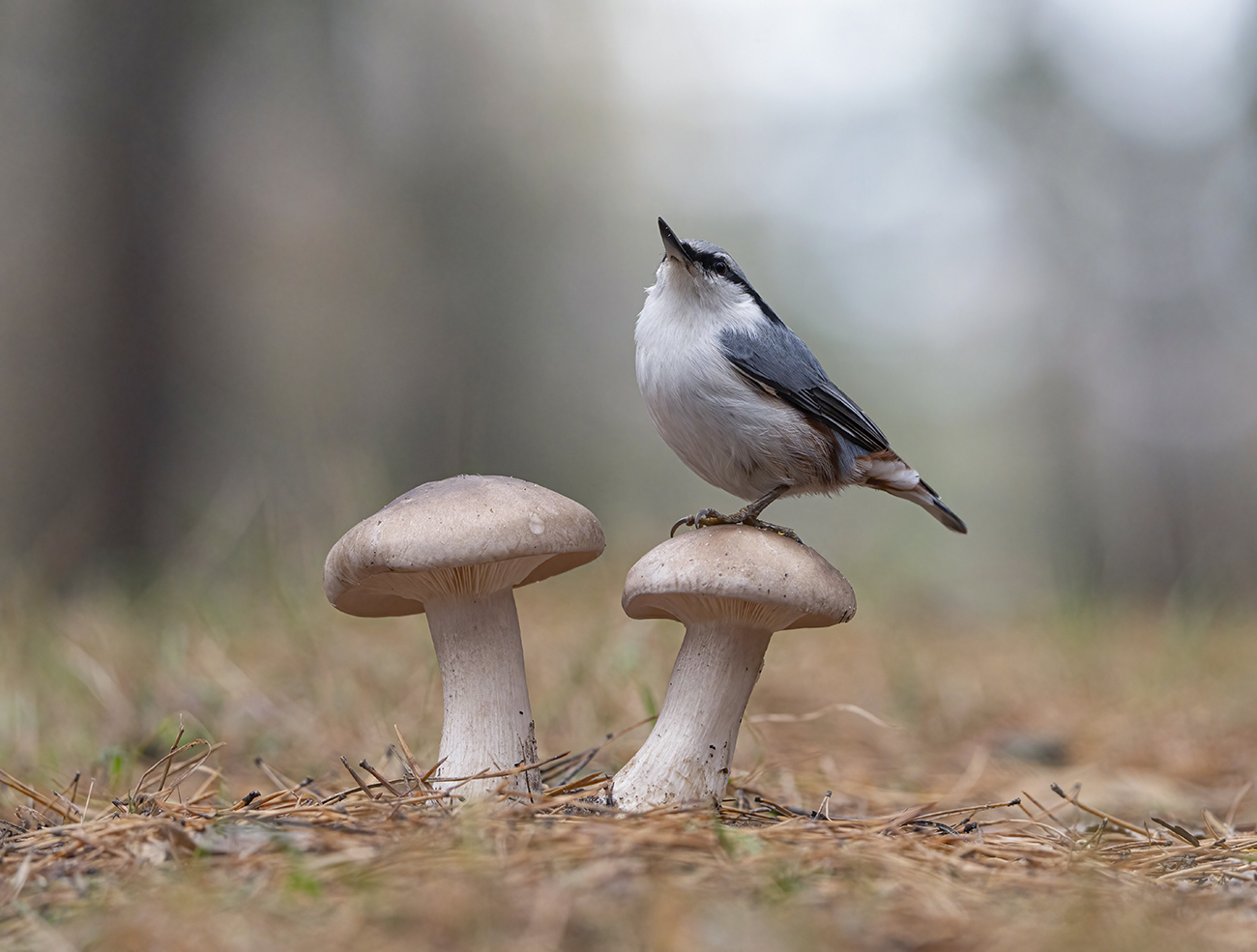 in den herbstlichen Wald