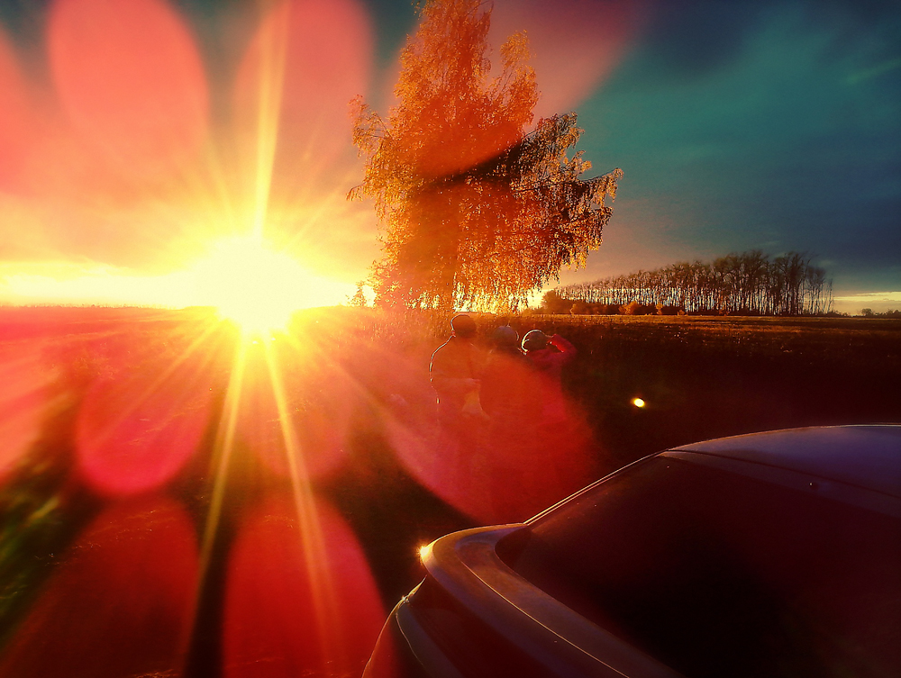 Fly Fly Blütenblatt