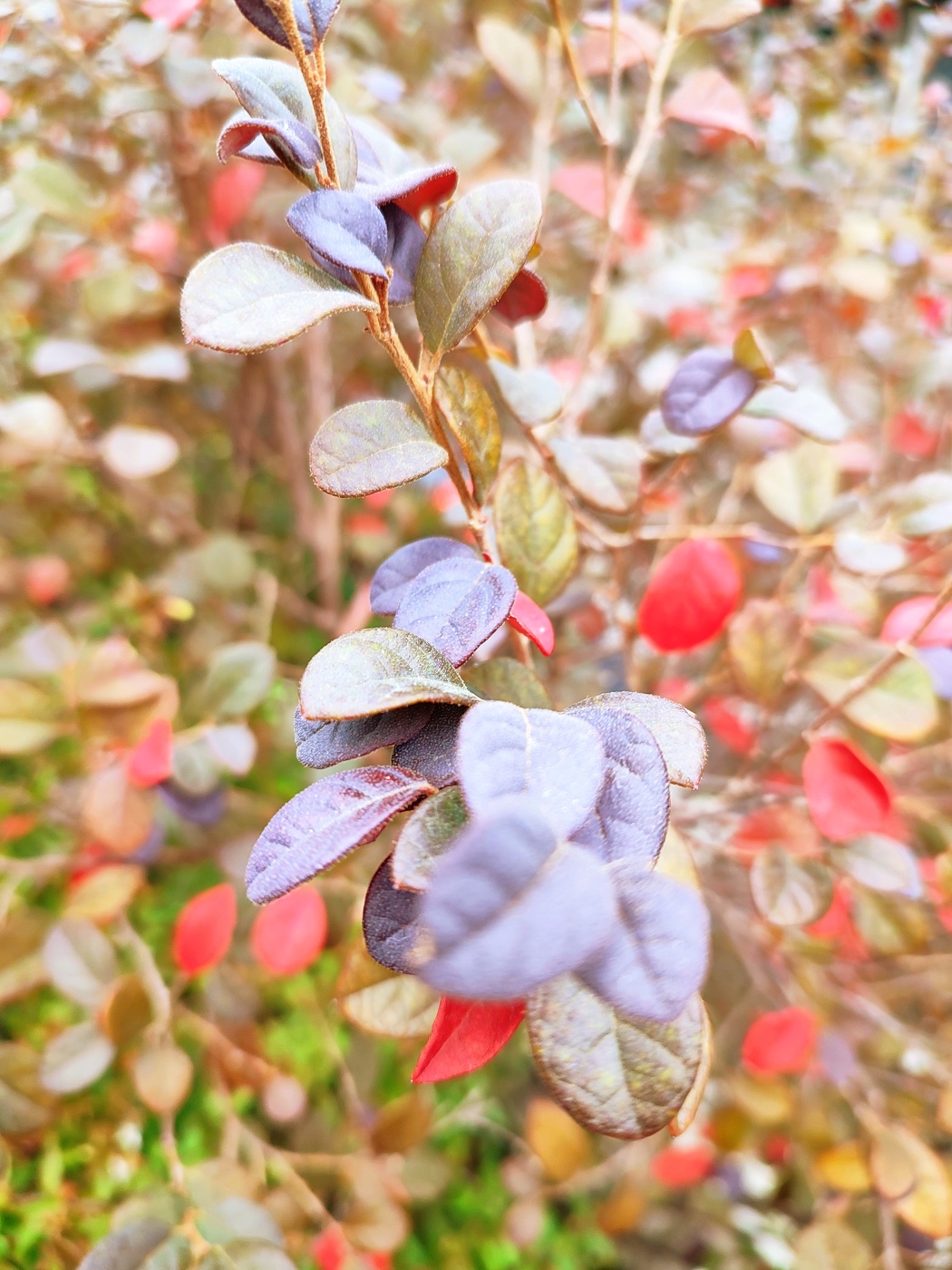 Schatten der Herbst-