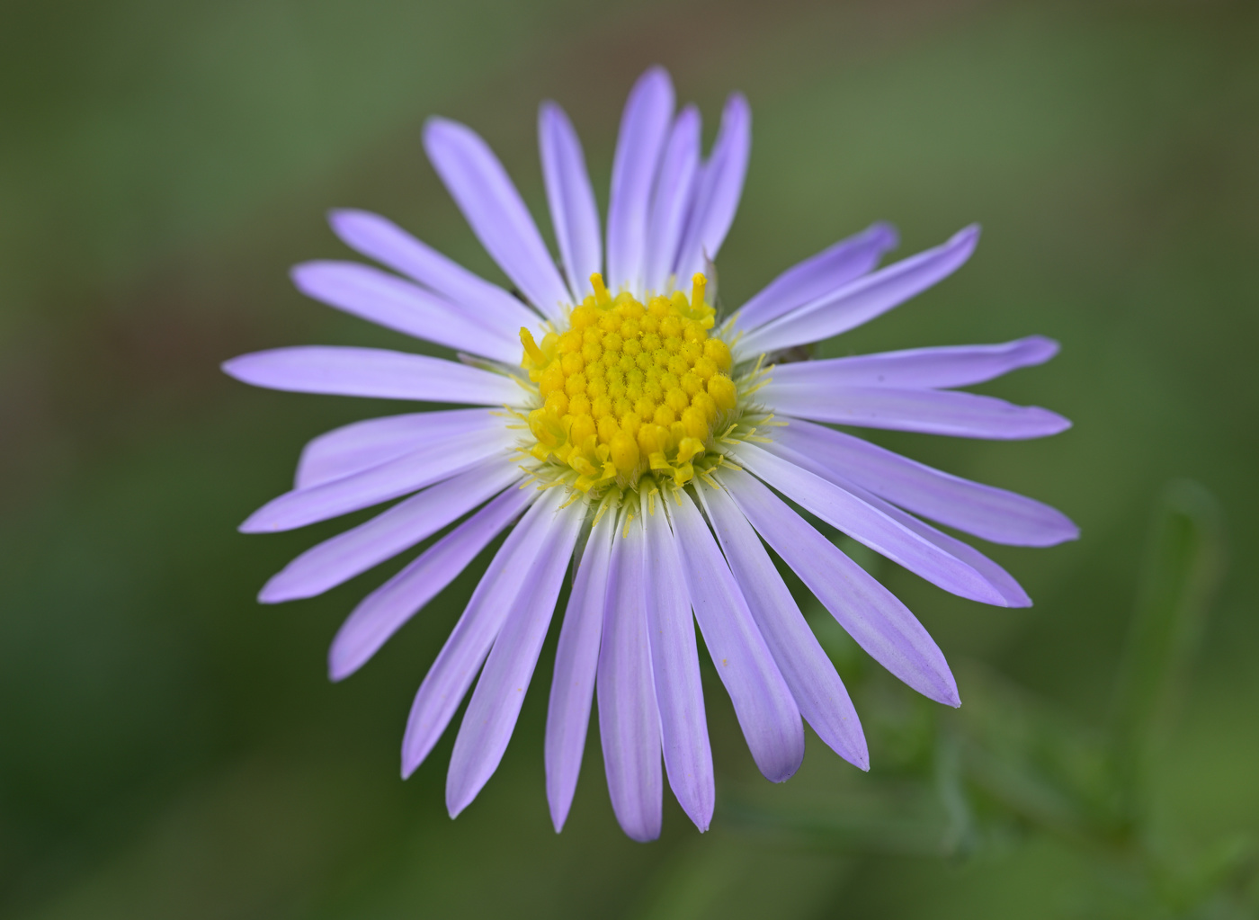 Aster