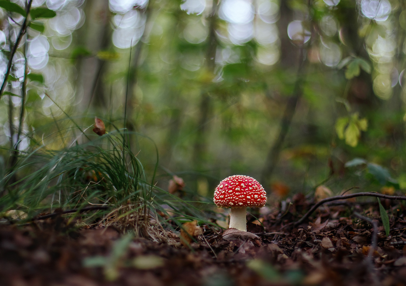 Fliegen-Blätterpilz