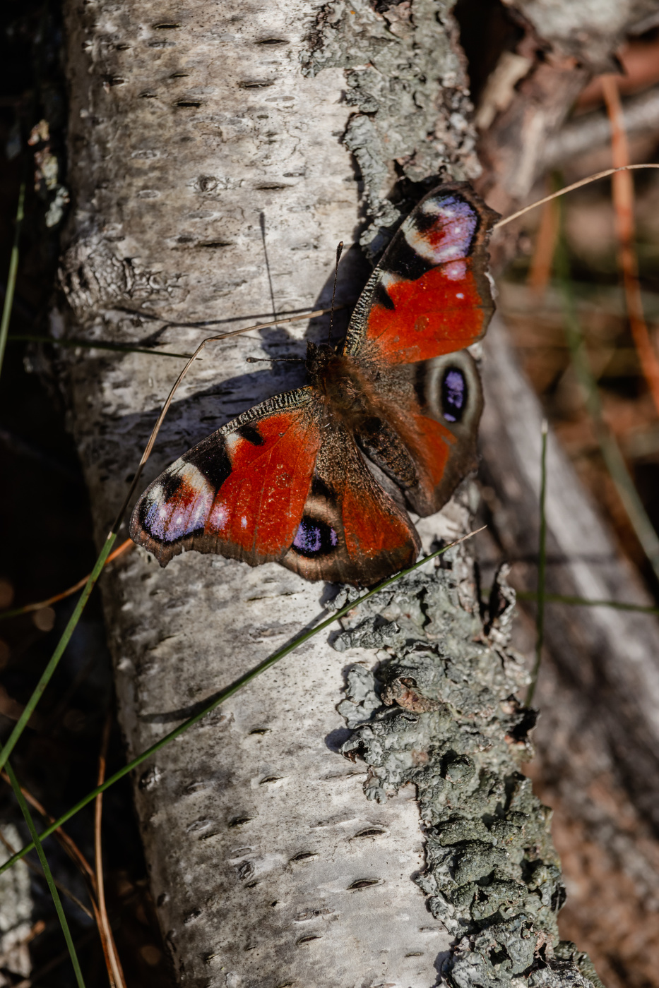 Newborn butterfly