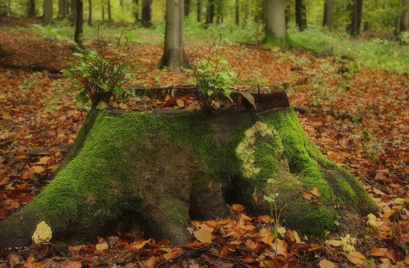 Der Ursprung des Lebens