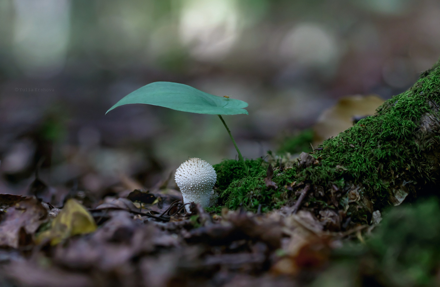 Unter dem Deckmantel