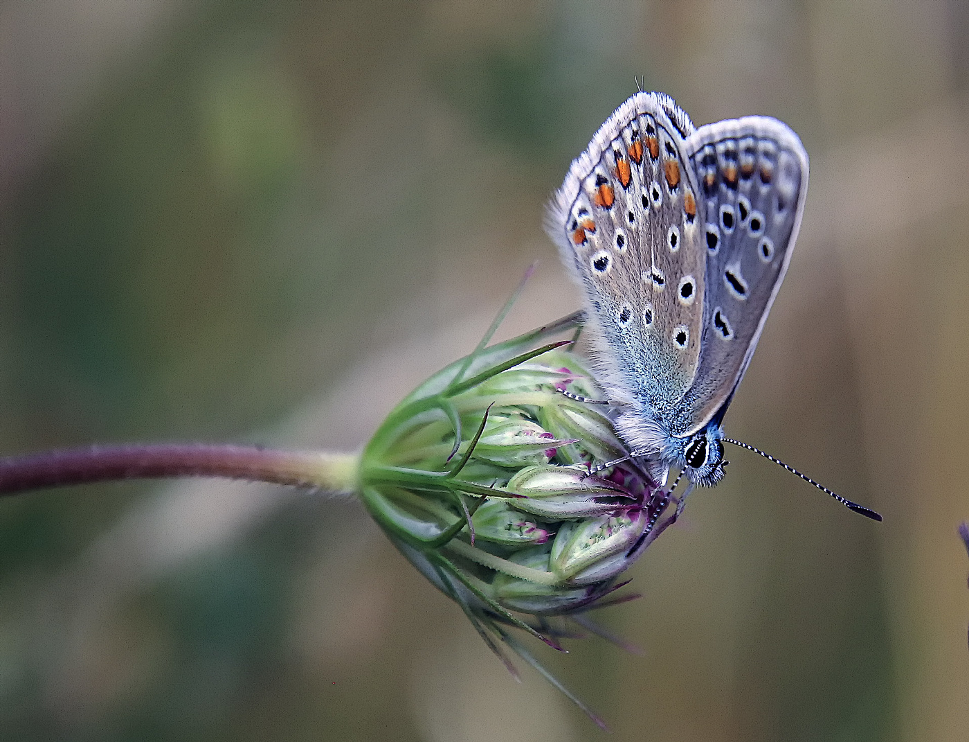 Kupfer-Schmetterling