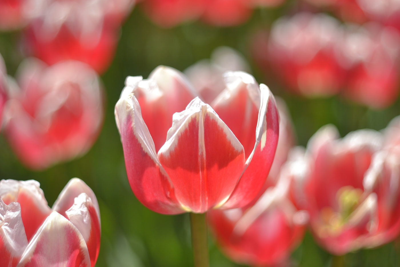 Tulips