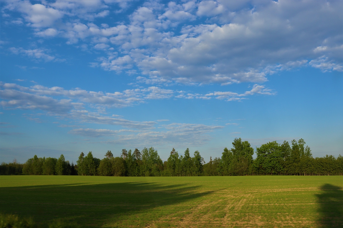 Im Schatten der Bäume