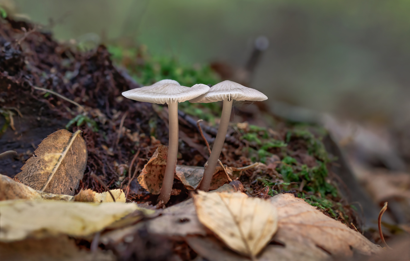 Fürchte dich nicht, ich bin mit dir