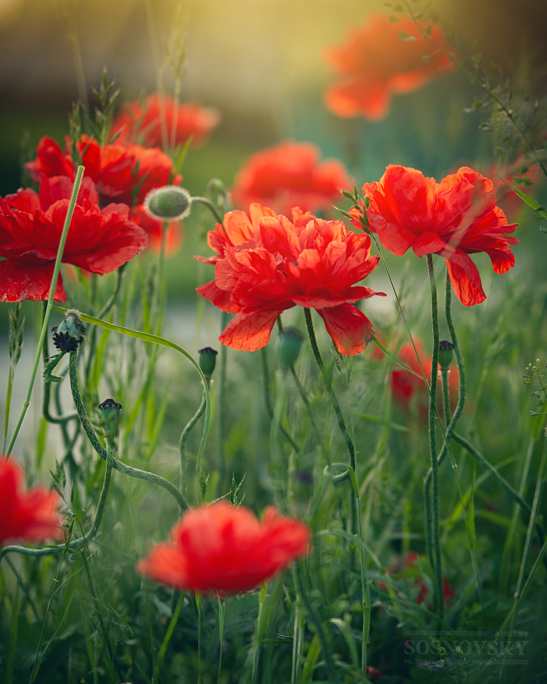 Mohn