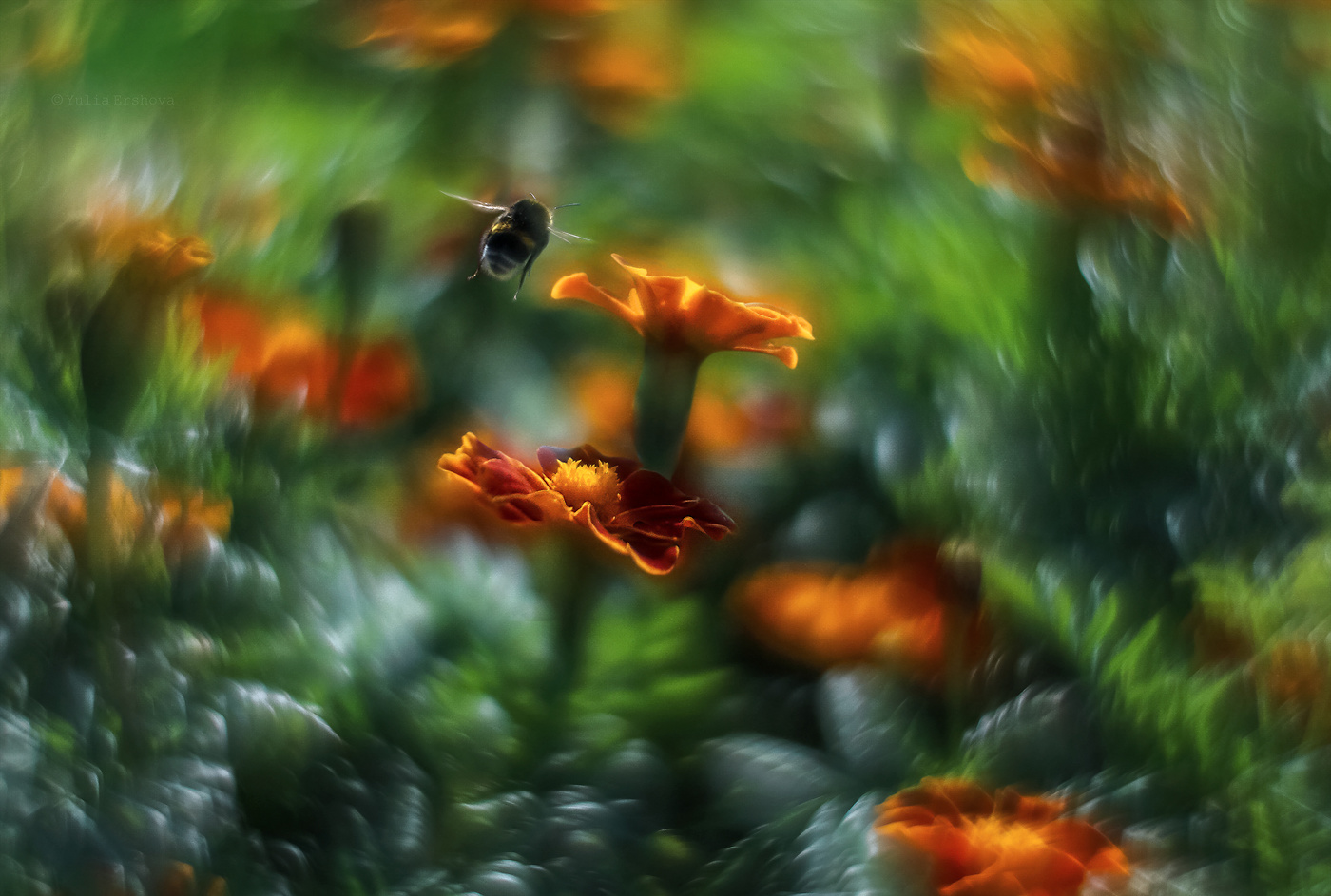 Flight of the Bumblebee