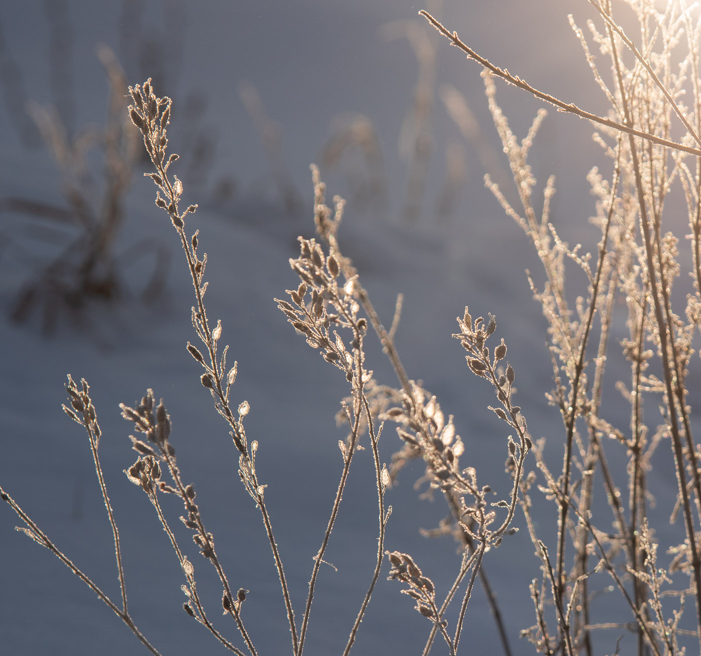 In den Strahlen der Wintersonne
