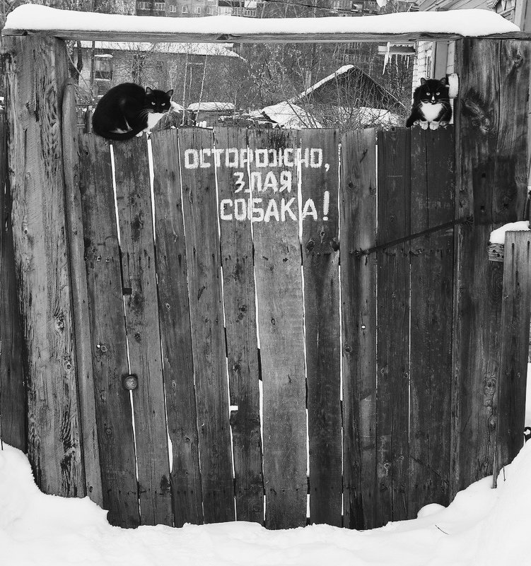 Vorsicht, bissiger Hund!