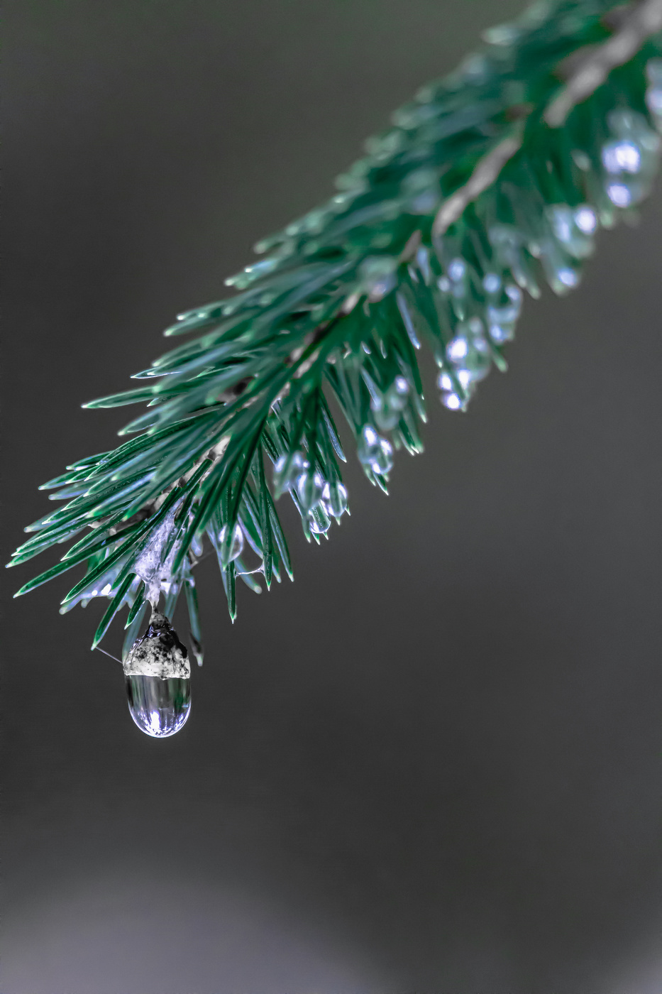Geruch des Frühlings ...