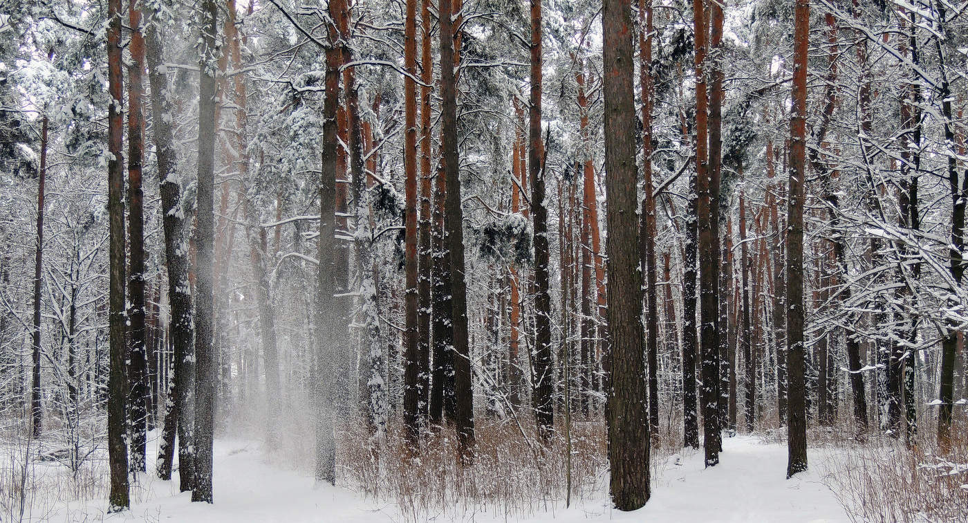In einem Kiefernwald