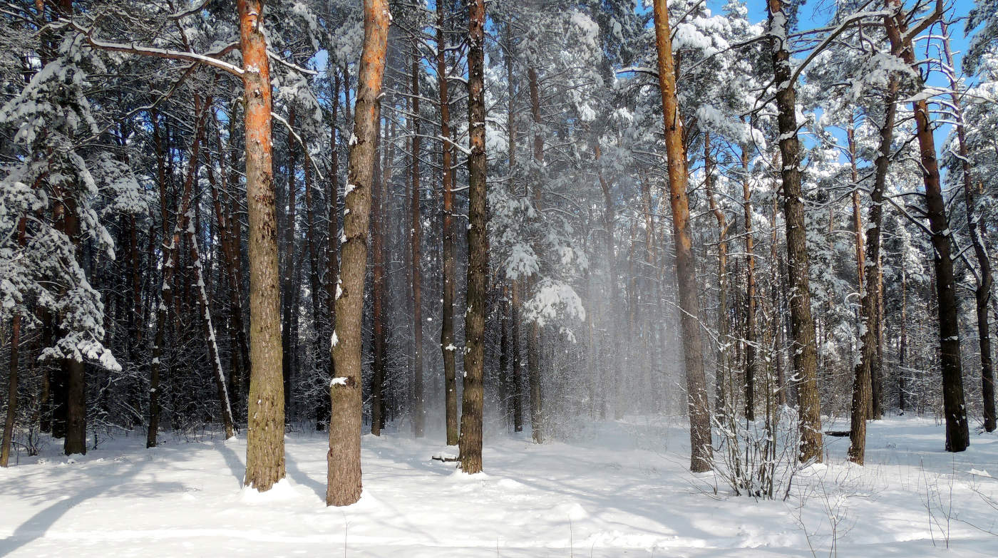 In einem sonnigen Wald