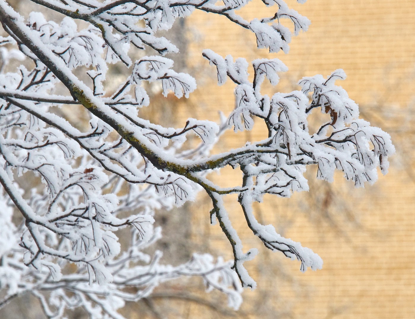 draußen vor dem Fenster ...