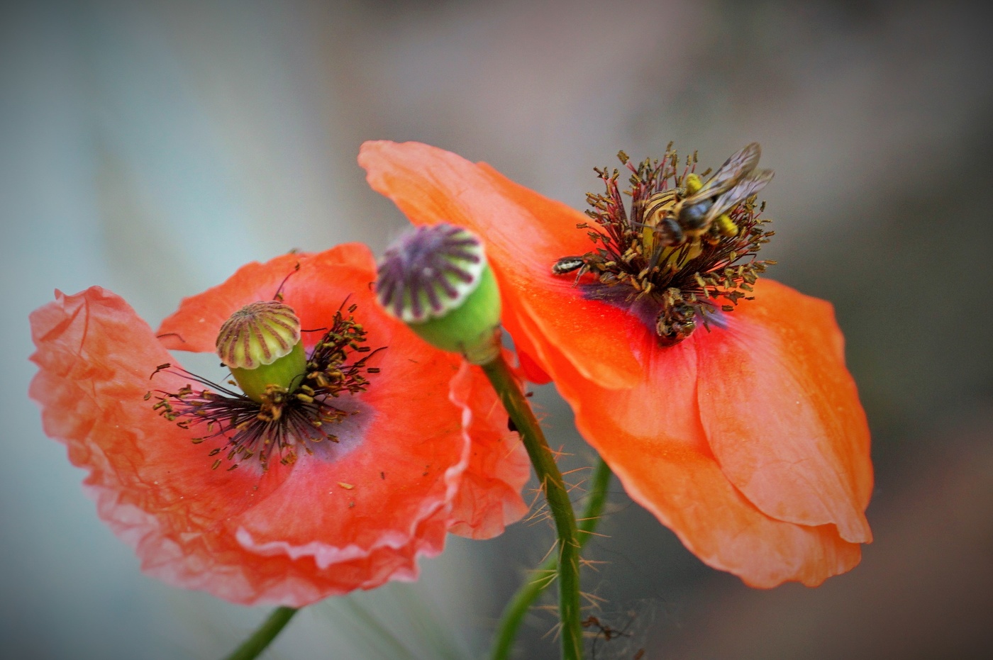 Mohn