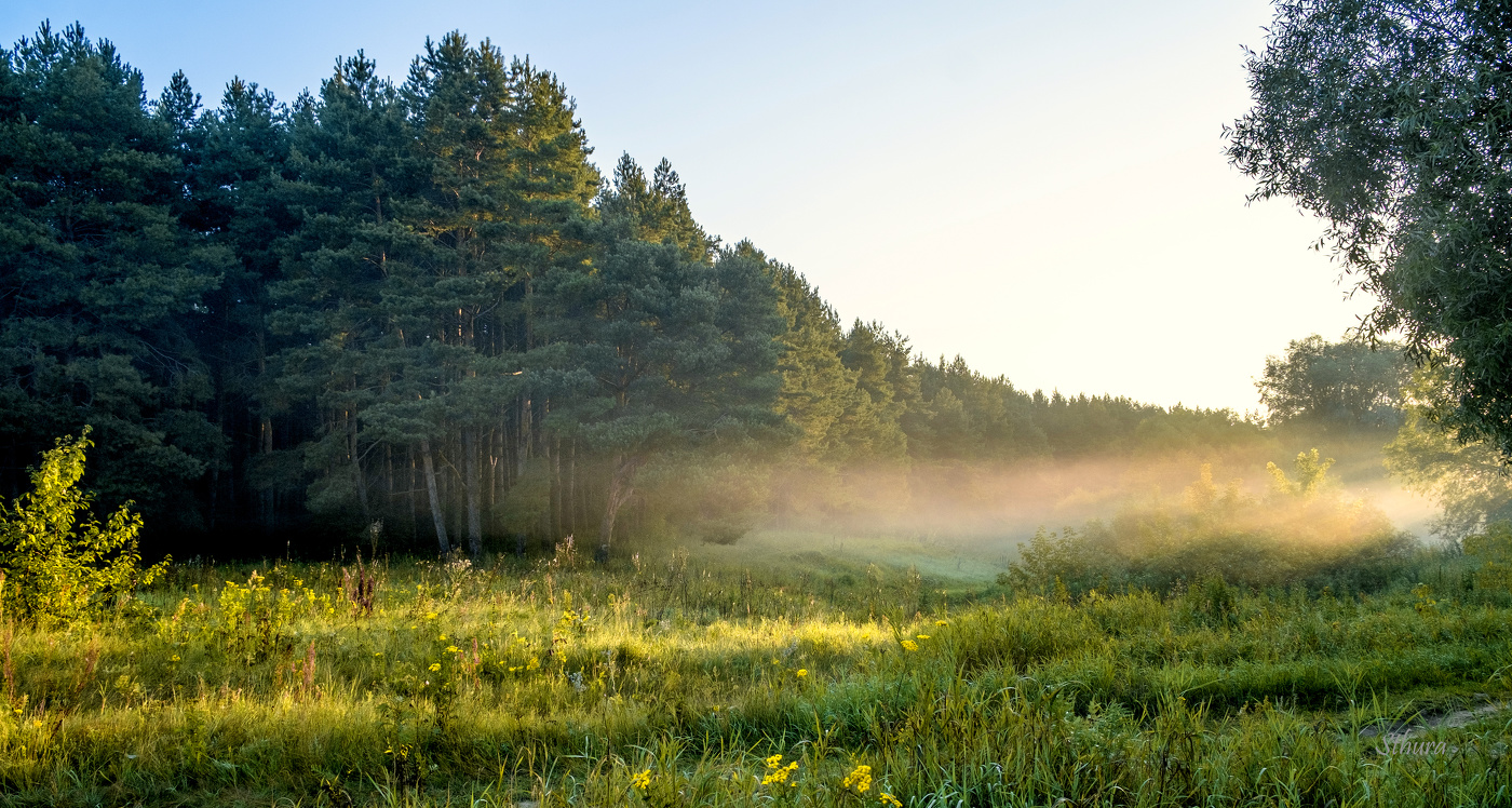 Nebel in der Morgendämmerung.
