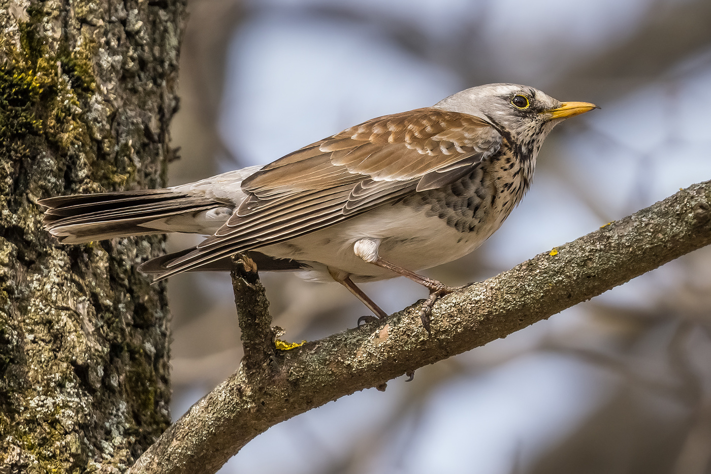 Thrush Wacholderdrossel