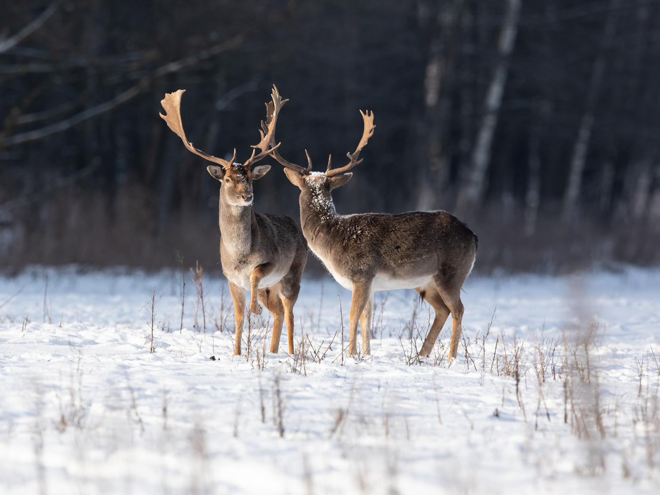Aufrichtigen Gespräch