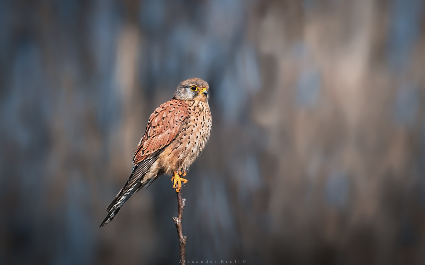 Hoch sitzen, schauen weg ...