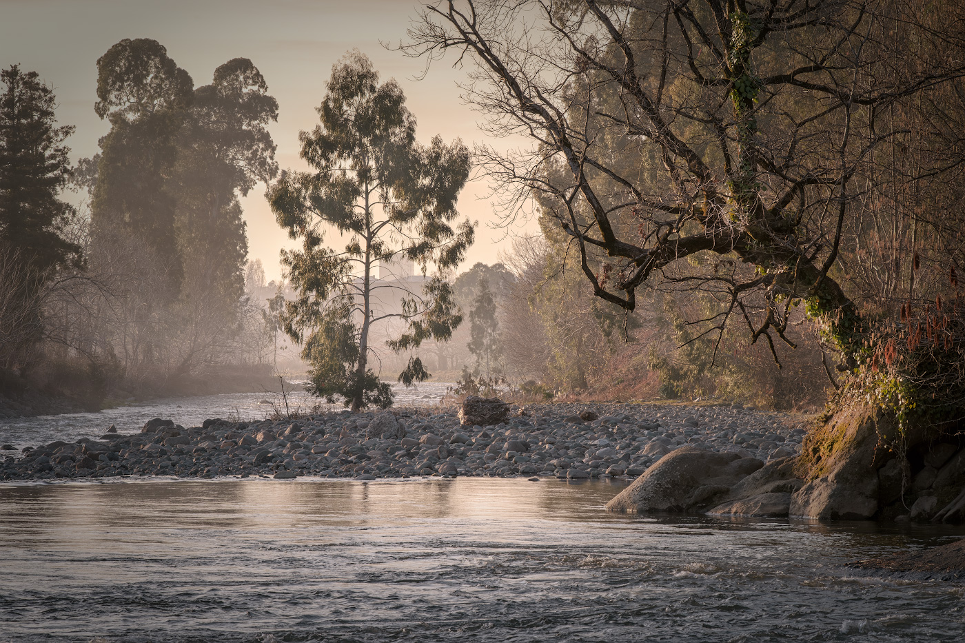 Trees In Chakvistskali River