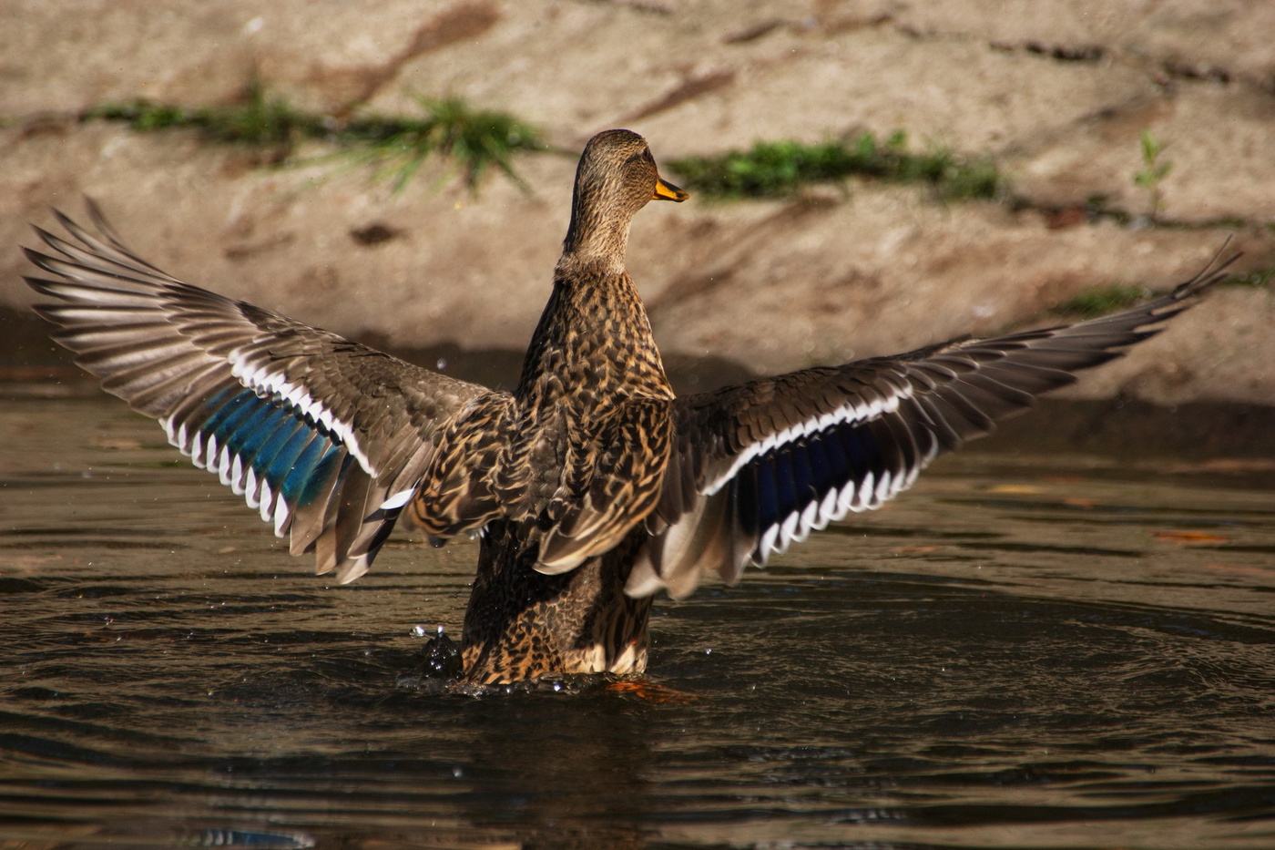 So groß ist wie das Leben