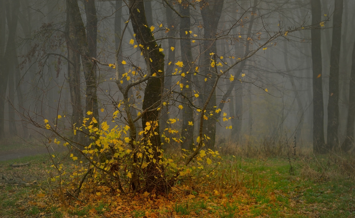 Sonnenaufgang über dem Fluss