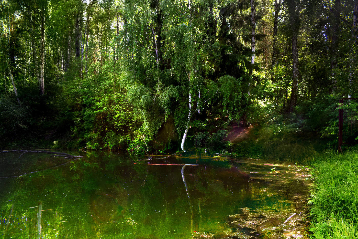 Overgrown Teich