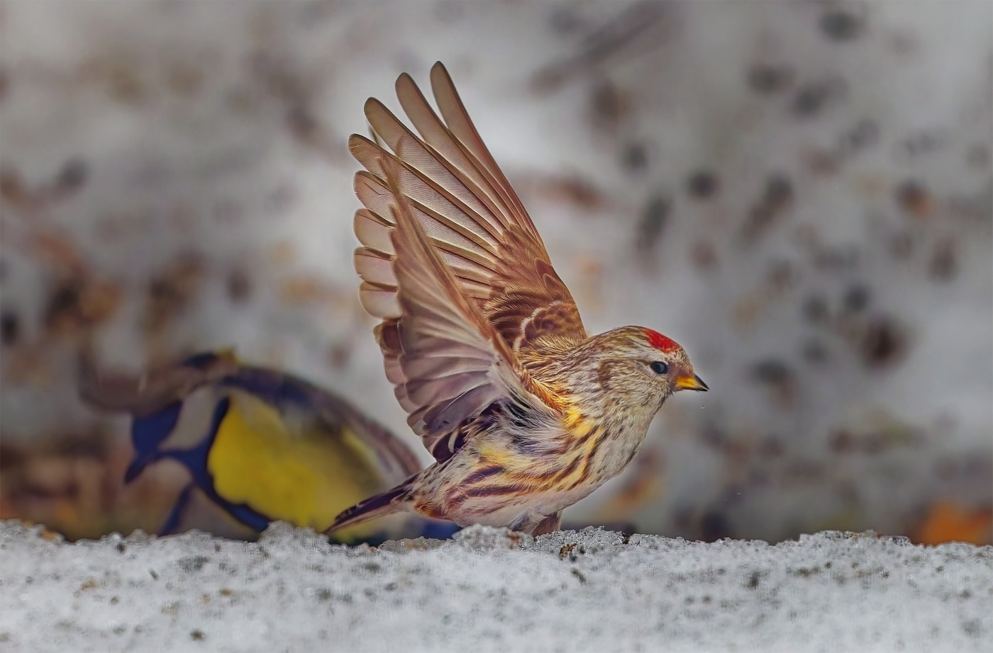 Breath tiefe, breitere Flügel ...