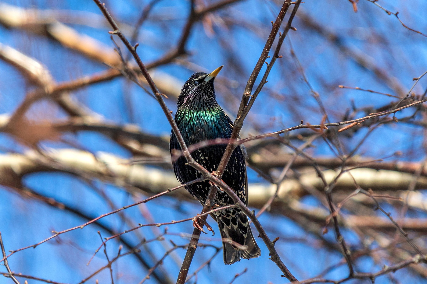 Starling.