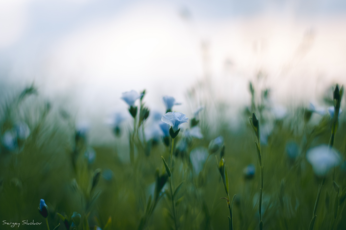 So groß ist wie das Leben
