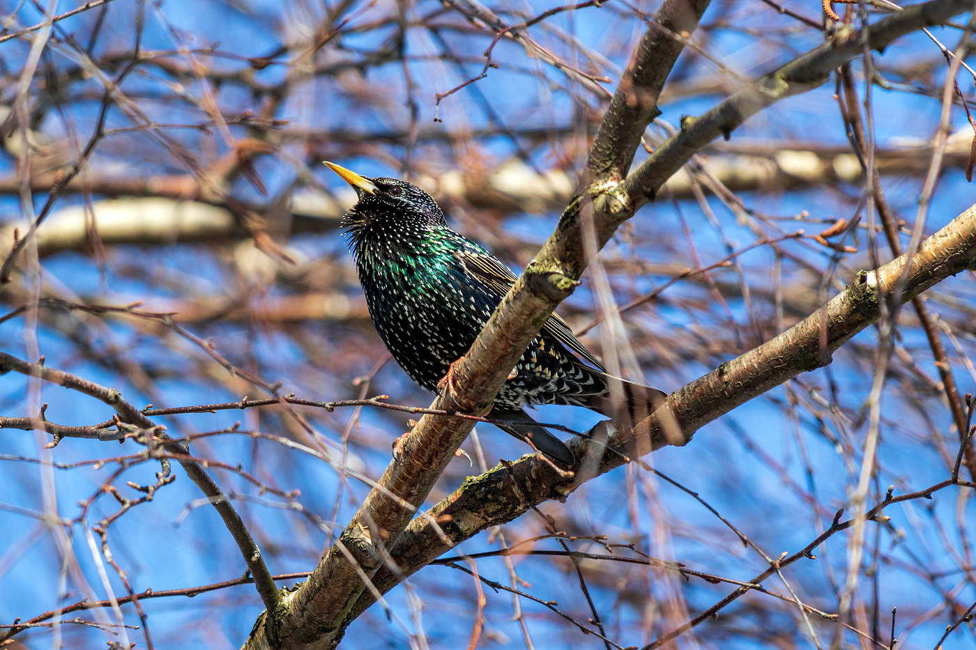 Starling.