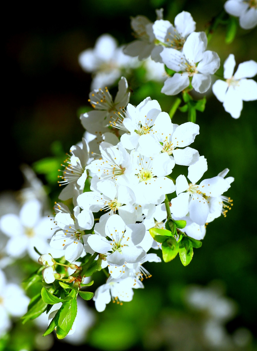 .....................