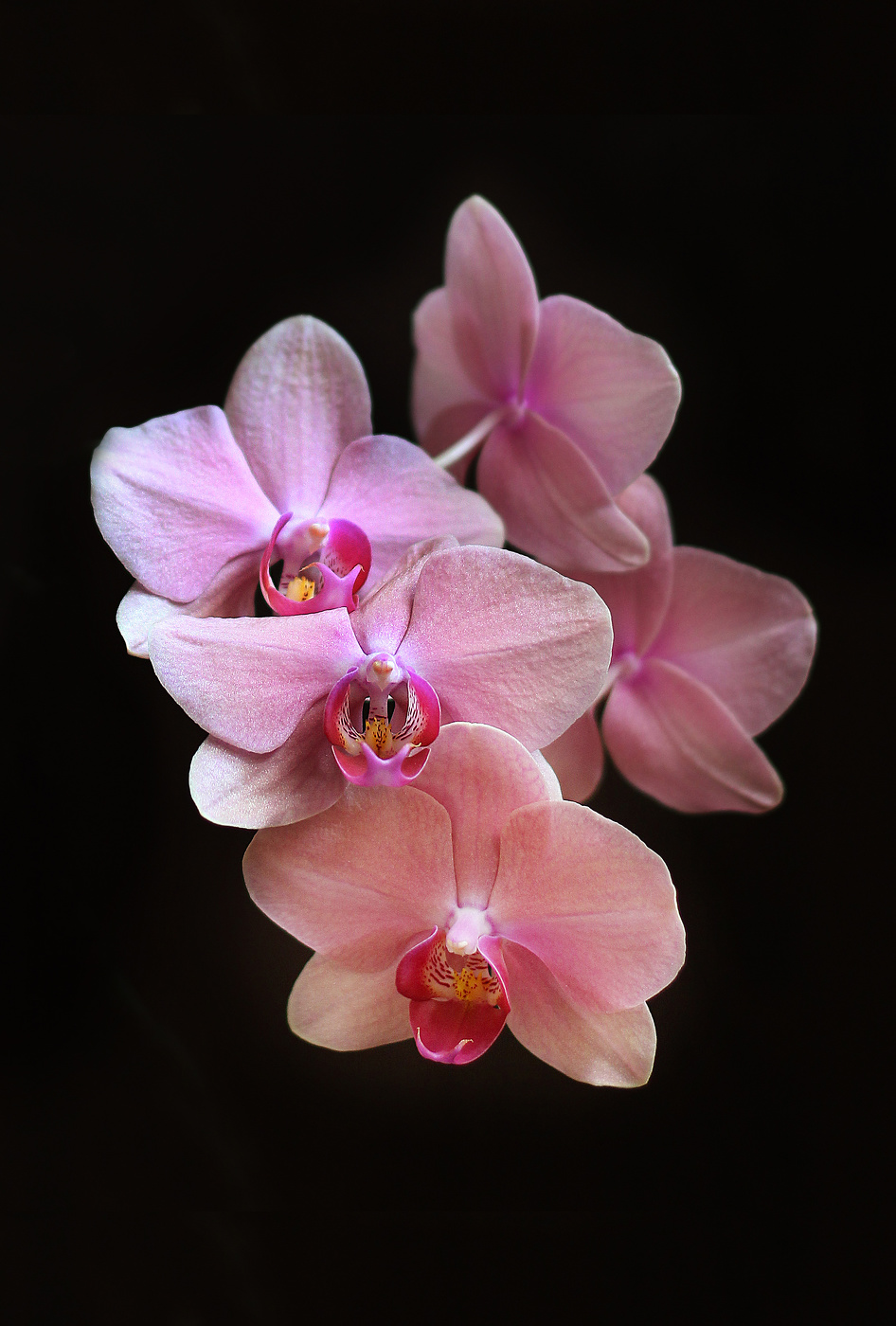 Orchid
