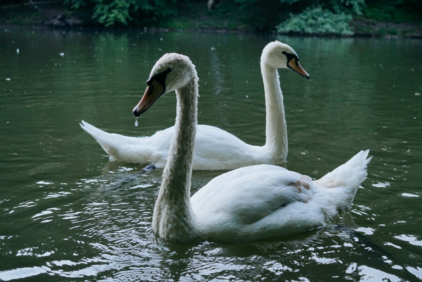Swans