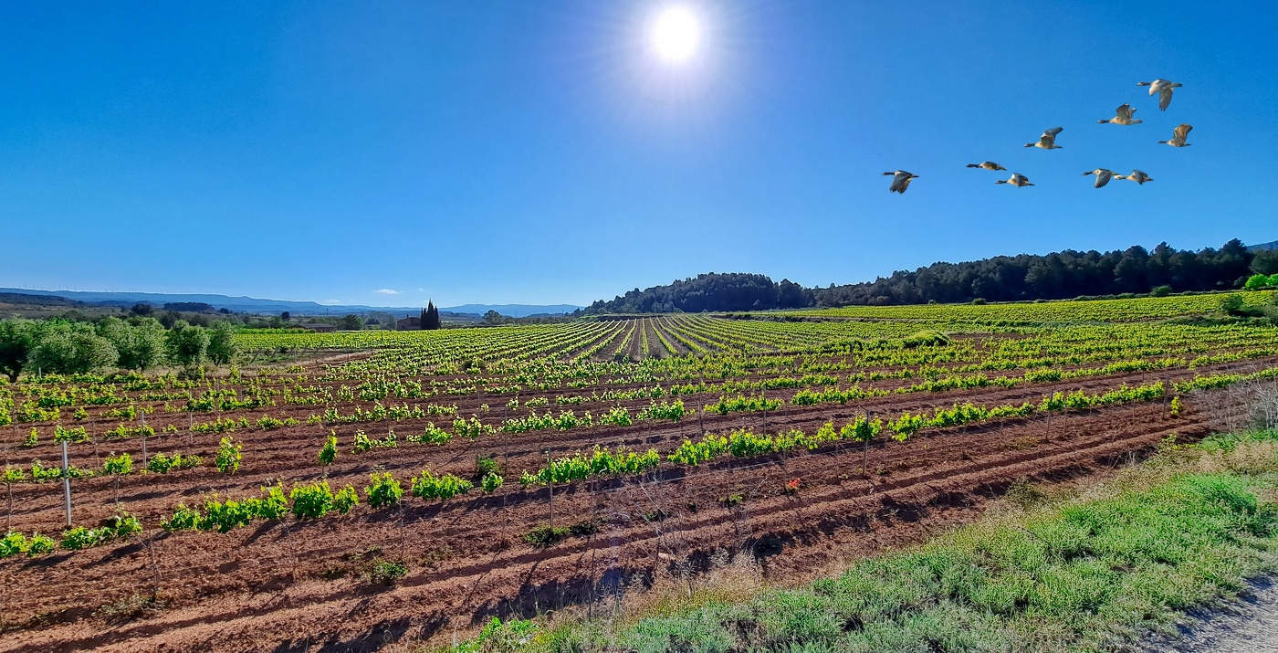 Vimbodí - vinyes al camí de Milmanda - Conca de Barberà
