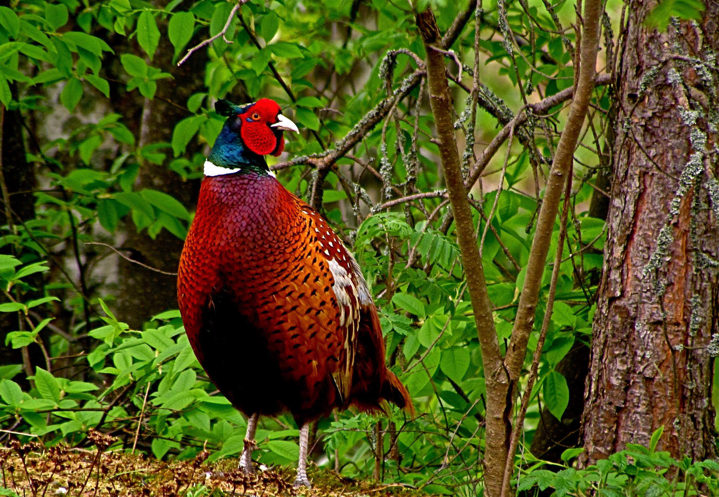 Jeder Jäger will wissen ...