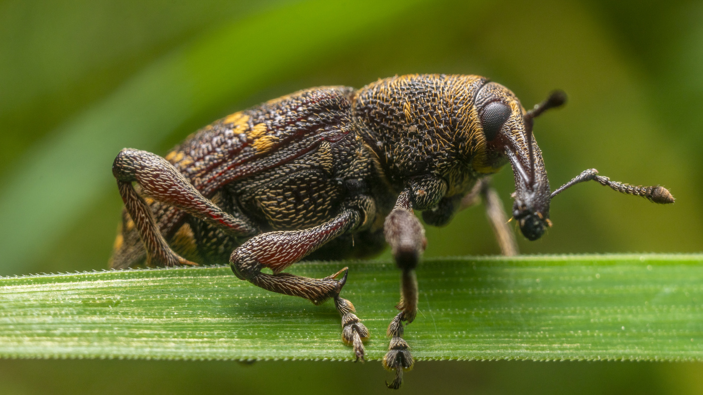 Weevil
